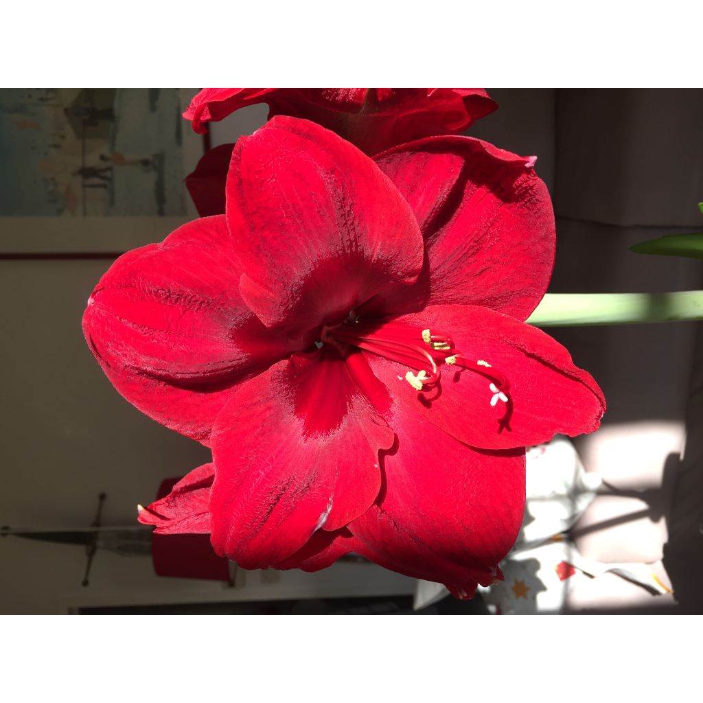 Hippeastrum Benfica - Ritterstern