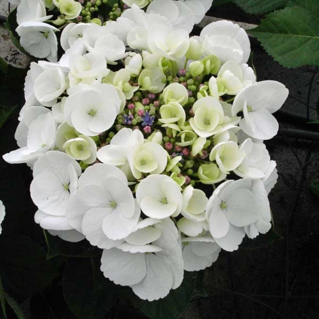 Hortensia - Hydrangea macrophylla Libelle (Teller white)