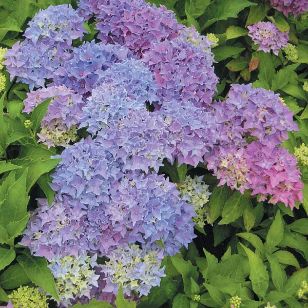 Hydrangea macrophylla Tovelit - Bauernhortensie