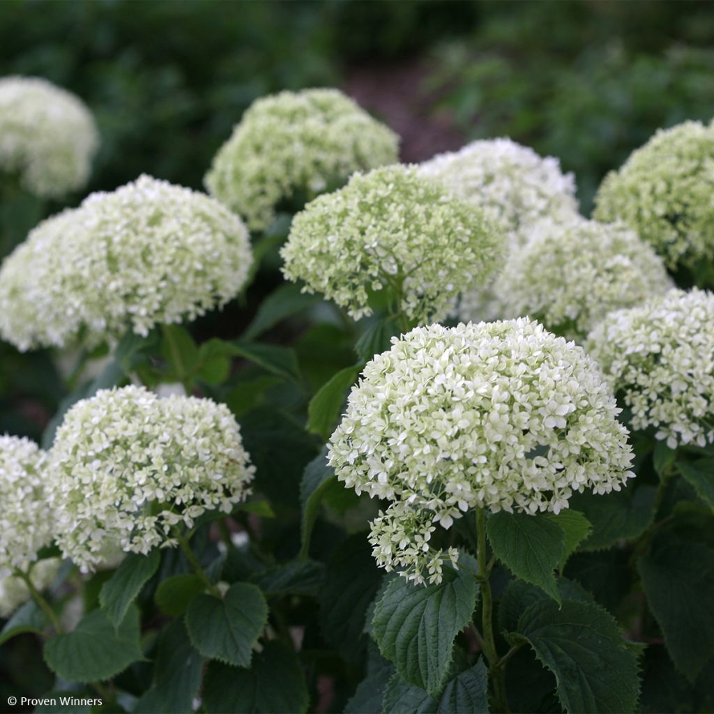 Hortensia arborescens BellaRagazza Limetta