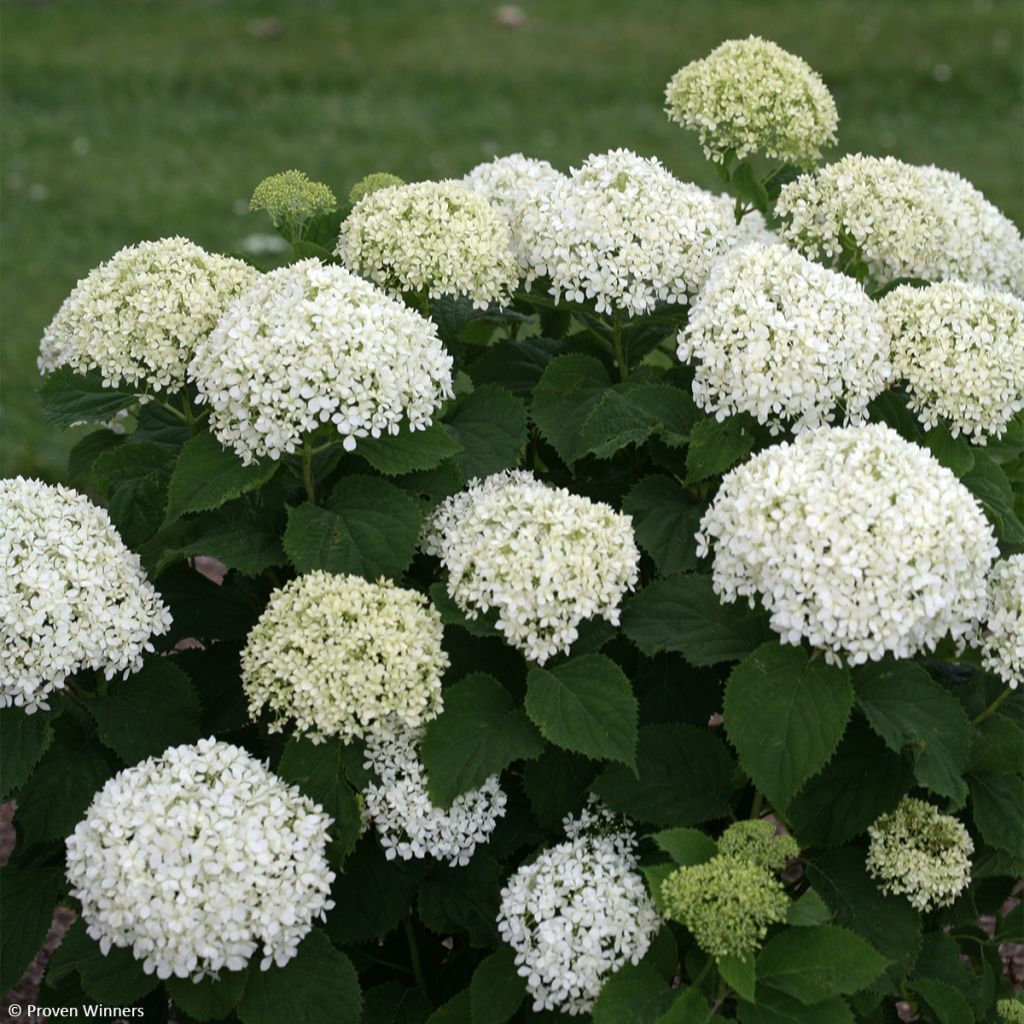 Hortensia arborescens BellaRagazza Limetta