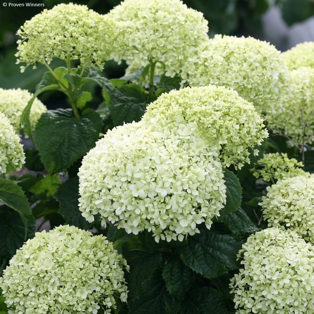 Schneeballhortensie BellaRagazza Limetta - Hydrangea arborescens