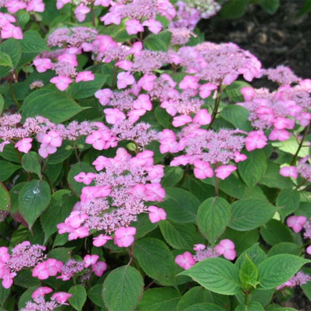 Hydrangea serrata Avelroz - Tellerhortensie