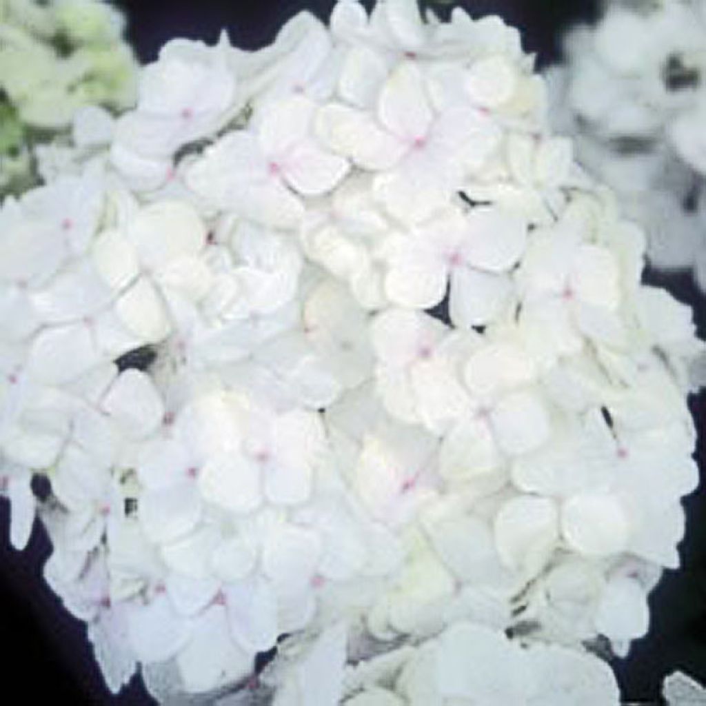 Hortensia - Hydrangea macrophylla Bichon Blanc