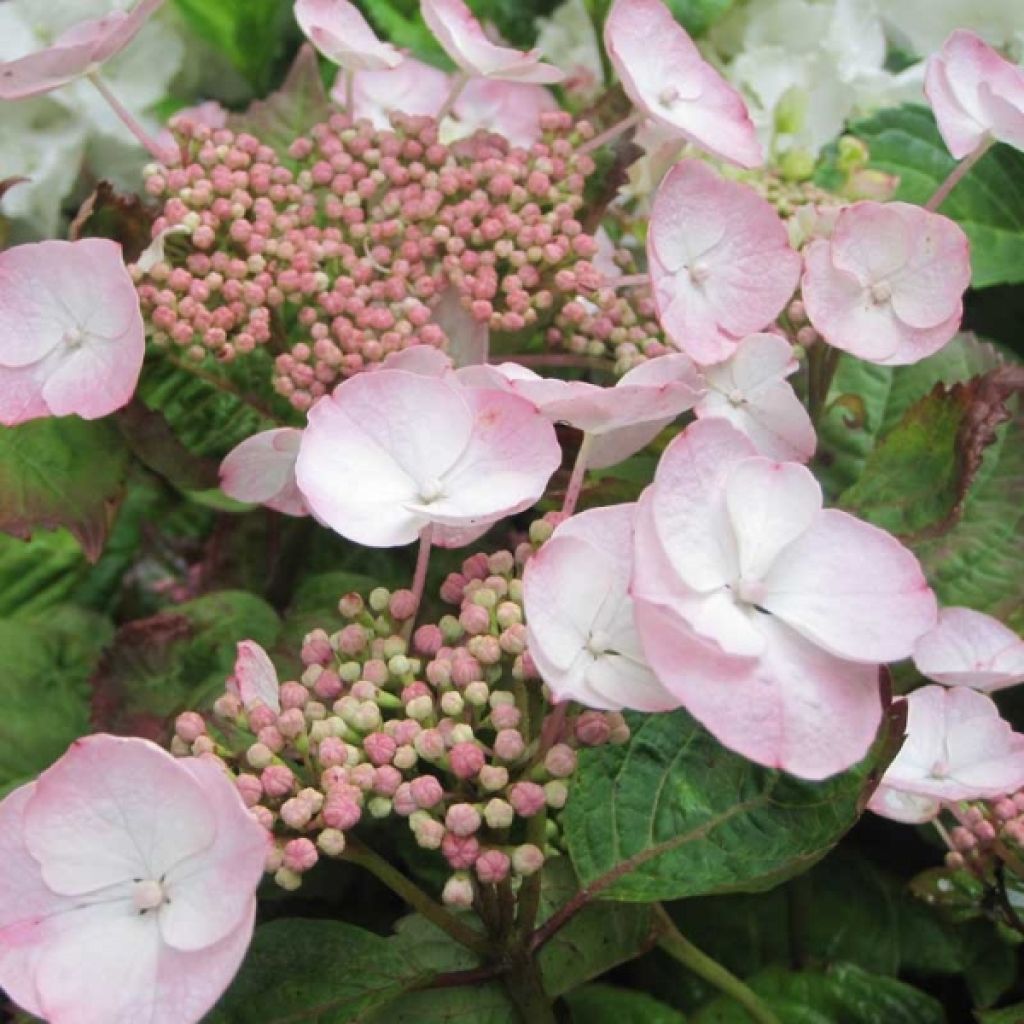 Hydrangea macrophylla Dolce Gipsy - Bauernhortensie