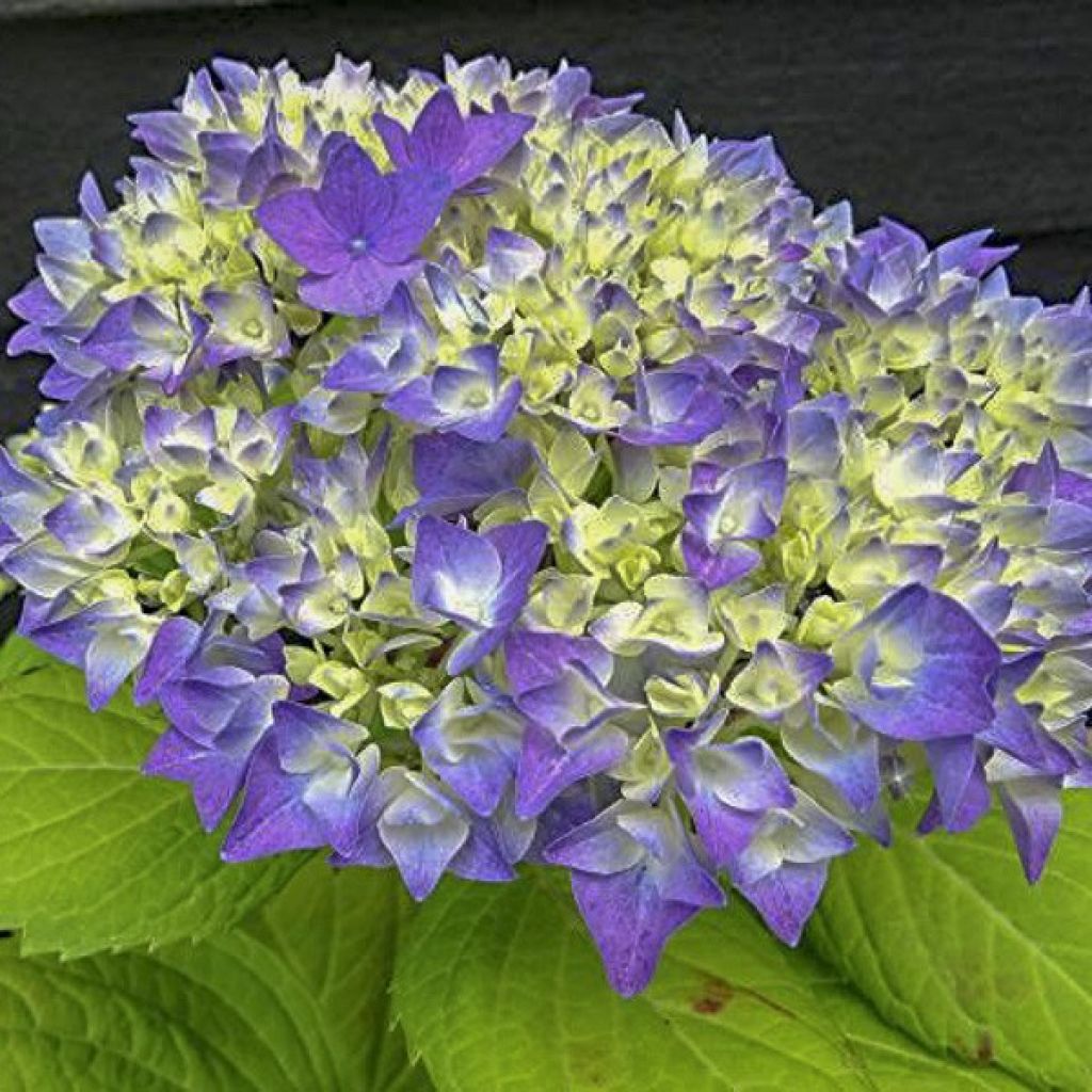 Hortensia 'Flair & Flavours' Sweet Cupcake