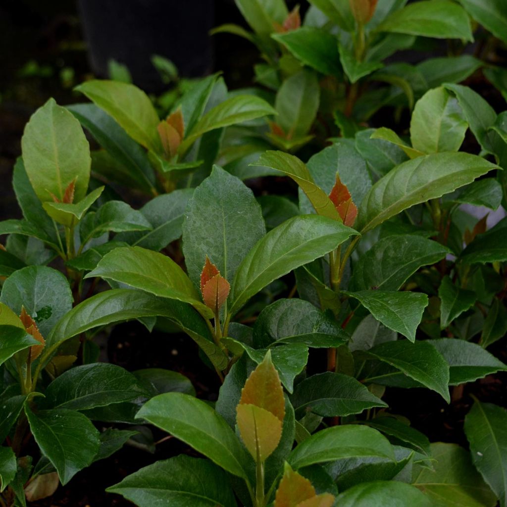 Hydrangea seemanii