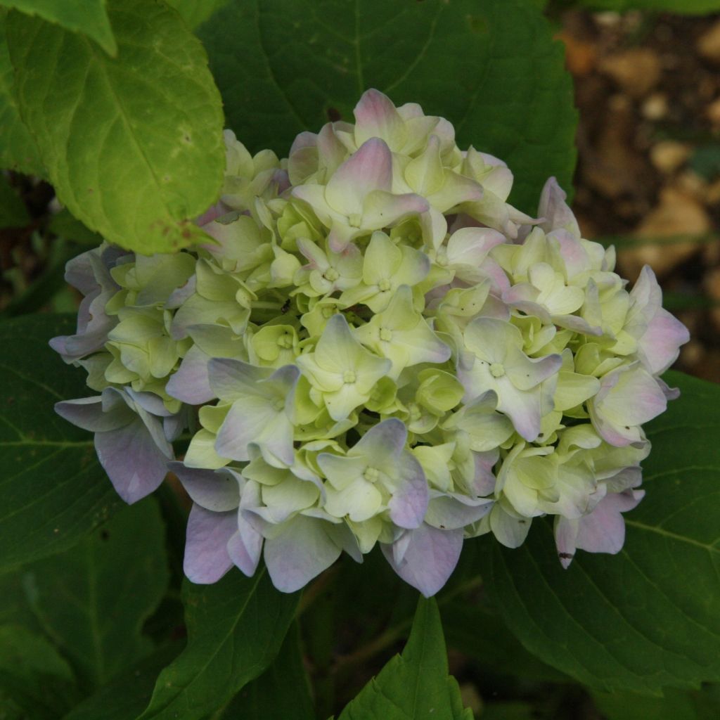 Hydrangea macrophylla Generale Vicomtesse de Vibraye - Bauernhortensie