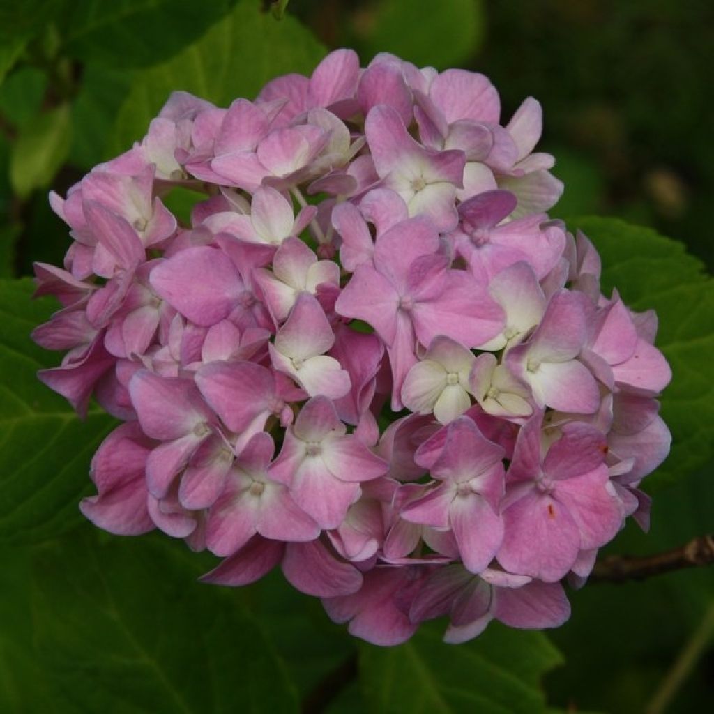 Hydrangea macrophylla Generale Vicomtesse de Vibraye - Bauernhortensie