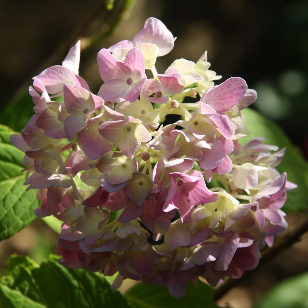 Hydrangea macrophylla Generale Vicomtesse de Vibraye - Bauernhortensie