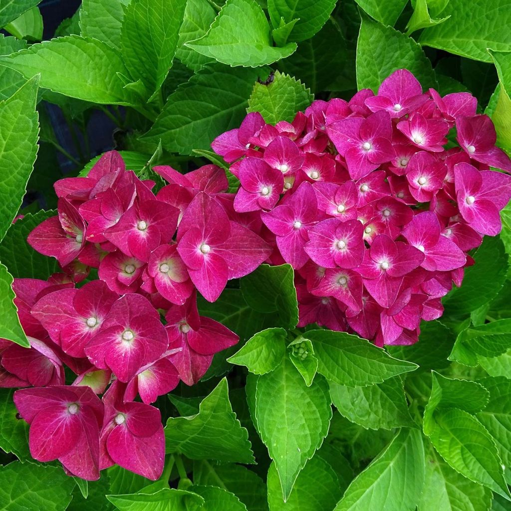 Hydrangea macrophylla Green shadow - Bauernhortensie