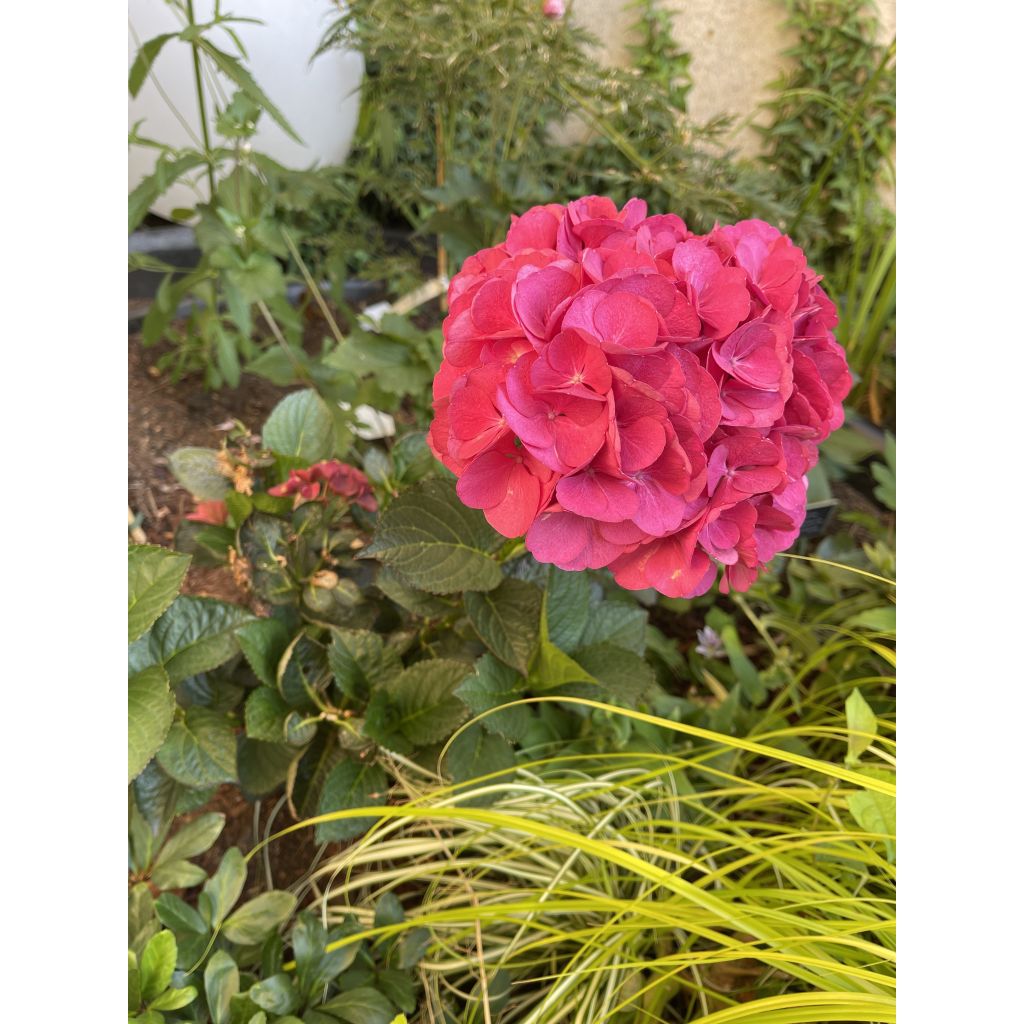 Hydrangea macrophylla Julisa - Bauernhortensie