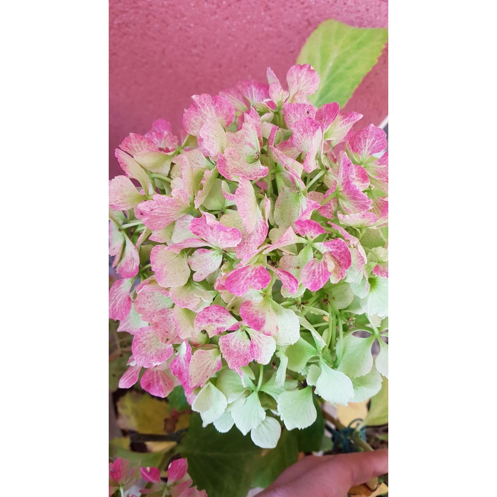 Hydrangea macrophylla Magical Jade - Bauernhortensie