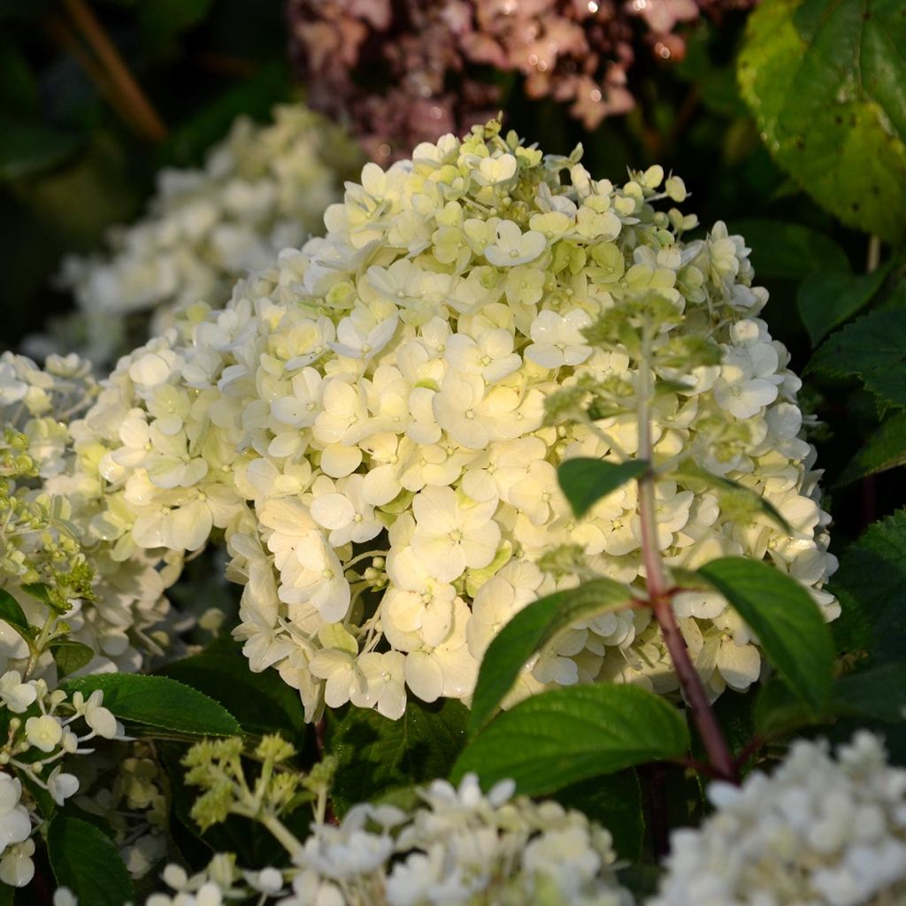 Rispenhortensie Bobo - Hydrangea paniculata