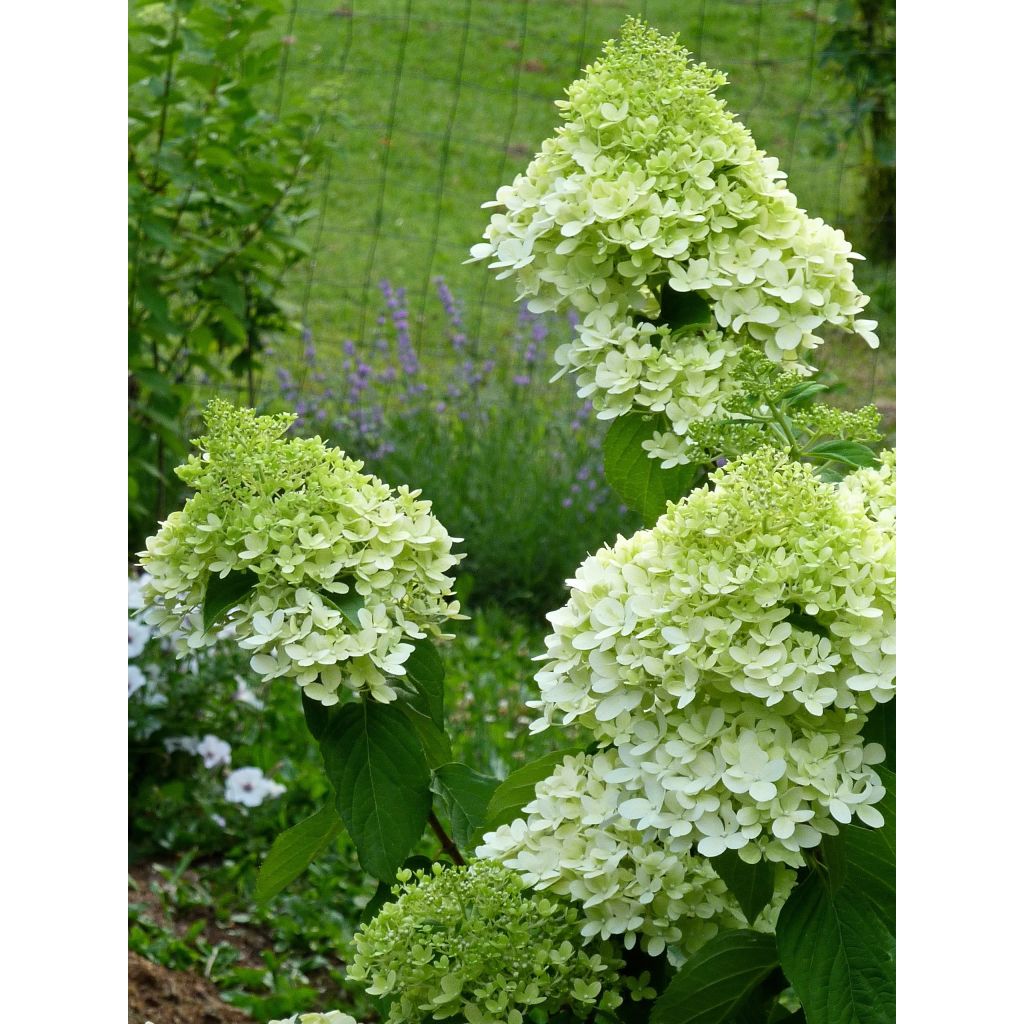 Rispenhortensie Limelight - Hydrangea paniculata