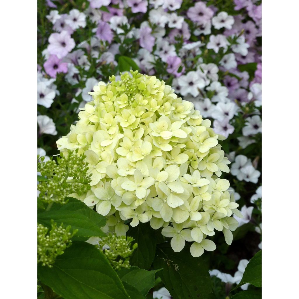 Rispenhortensie Limelight - Hydrangea paniculata