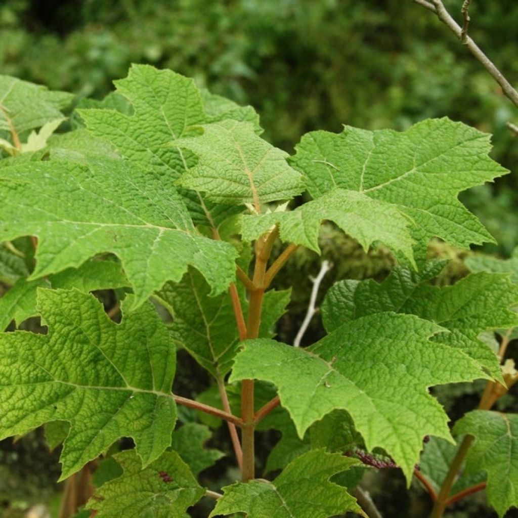 Eichenblatt-Hortensie Snow Queen - Hydrangea quercifolia