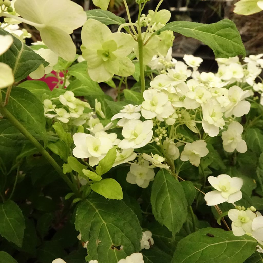 Hydrangea serrata White on White - Tellerhortensie