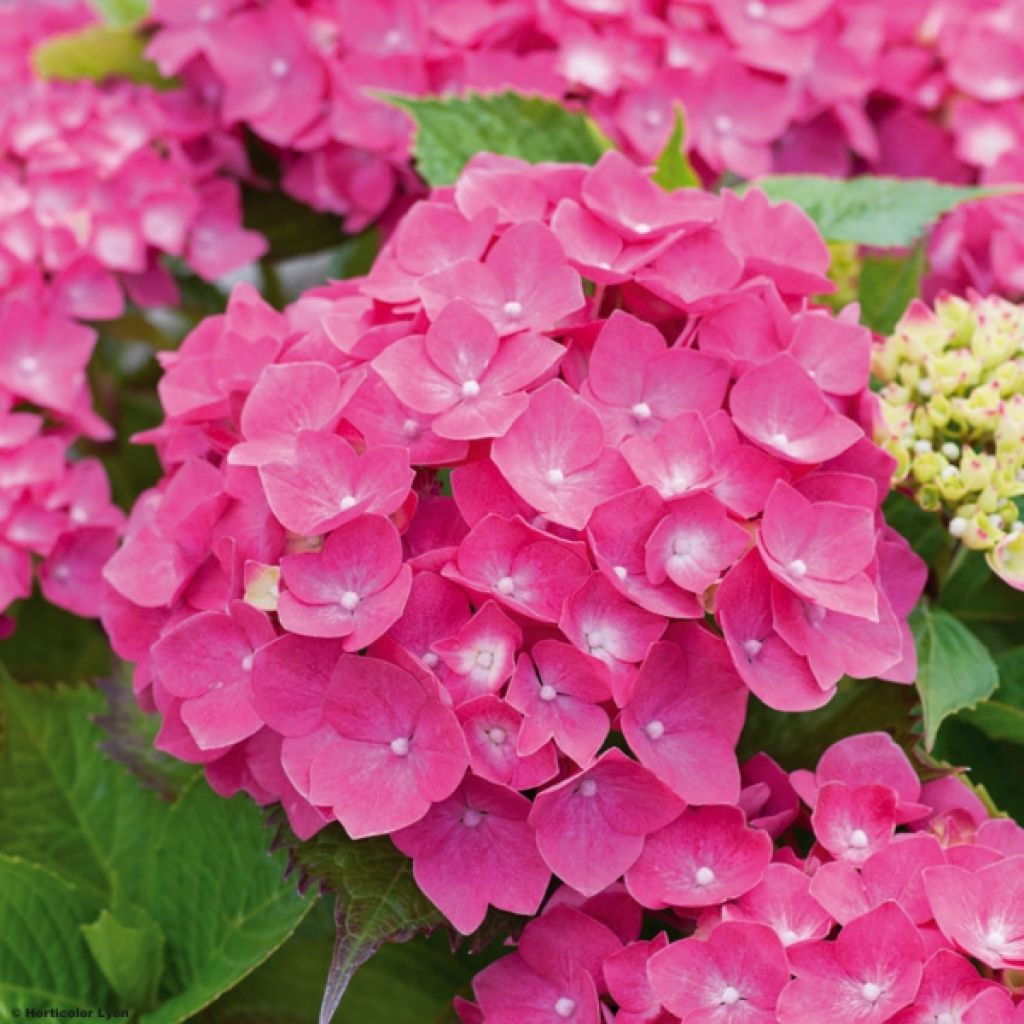 Hydrangea macrophylla Leuchtfeuer - Bauernhortensie