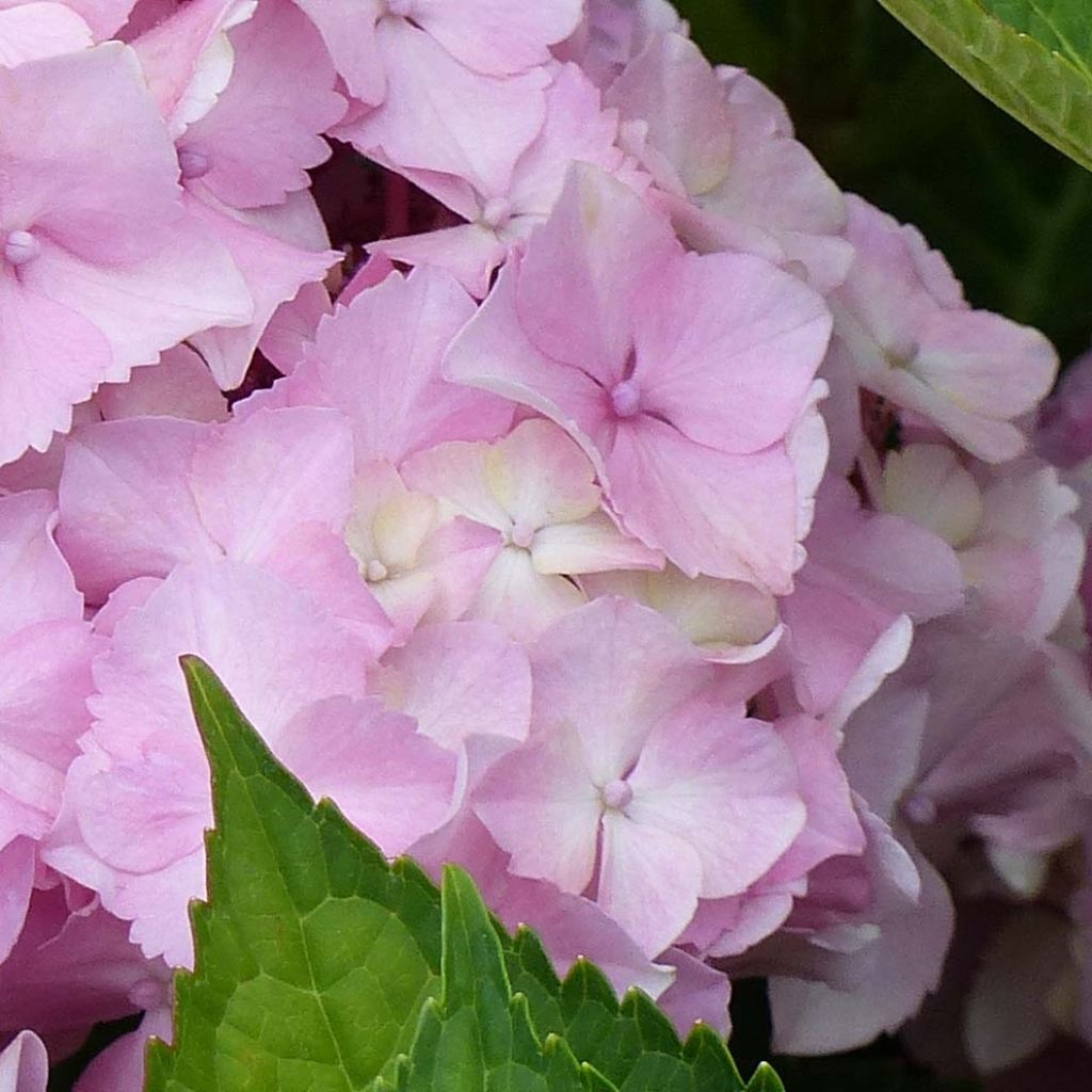 Hydrangea macrophylla Magical Harmony - Bauernhortensie