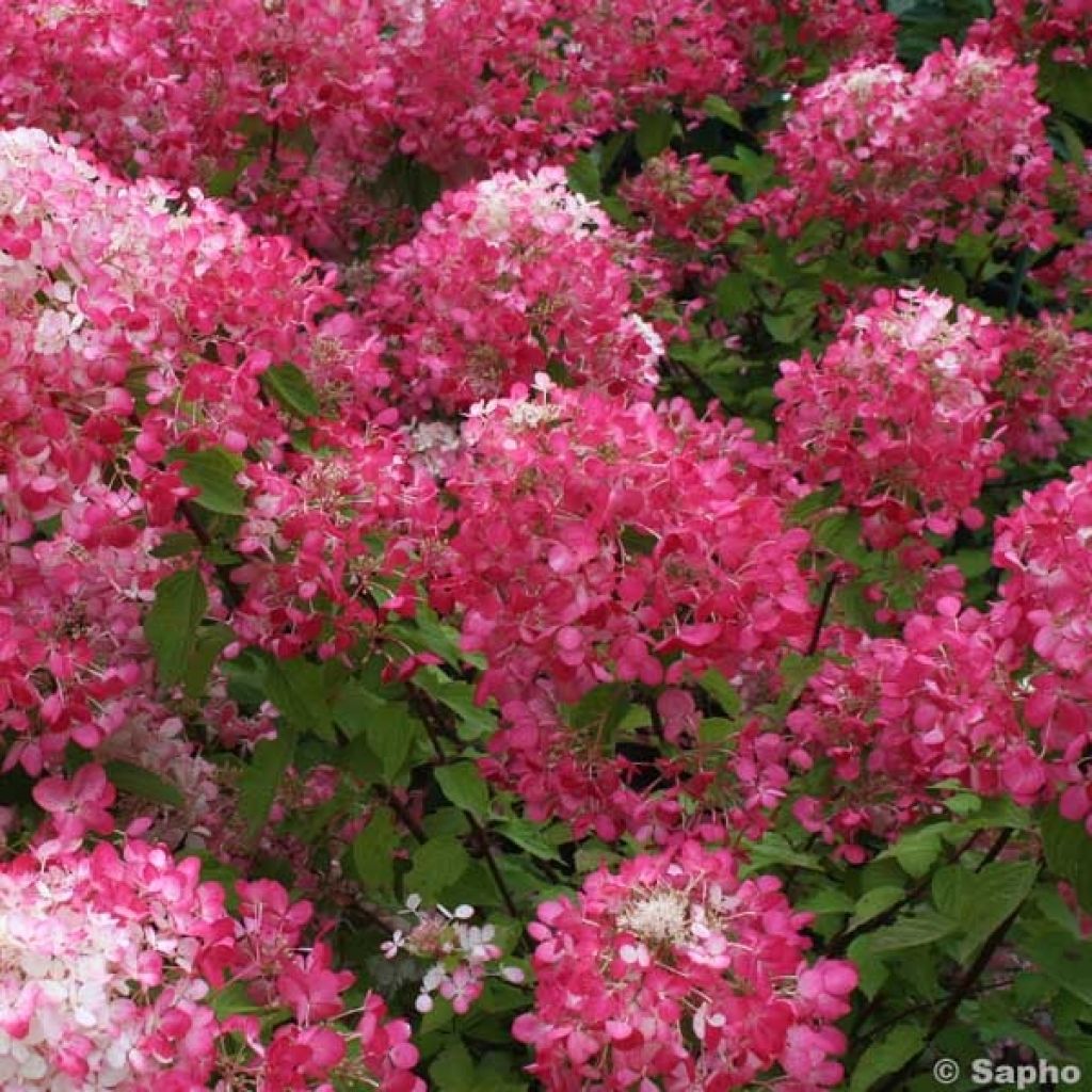 Rispenhortensie Diamant Rouge - Hydrangea paniculata