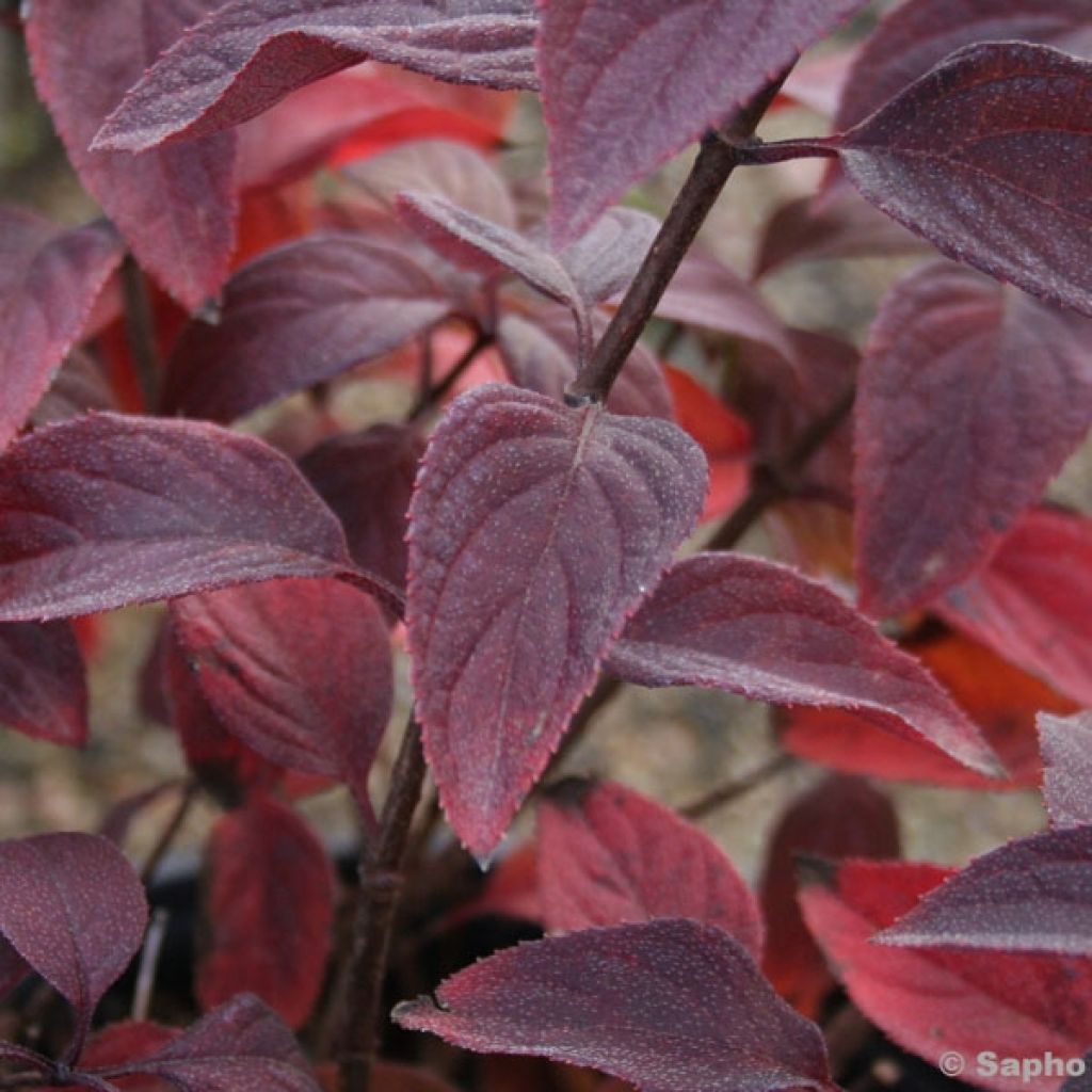 Rispenhortensie Diamant Rouge - Hydrangea paniculata