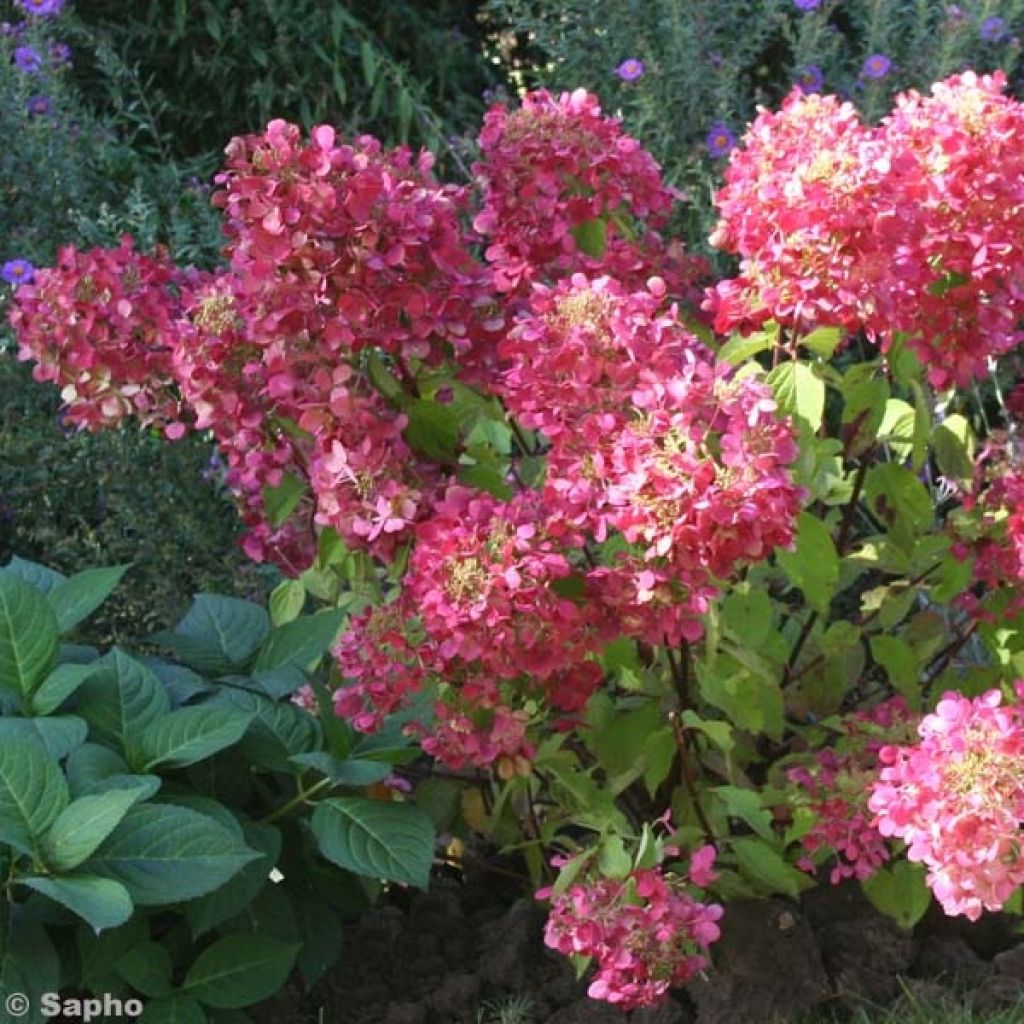 Rispenhortensie Diamant Rouge - Hydrangea paniculata