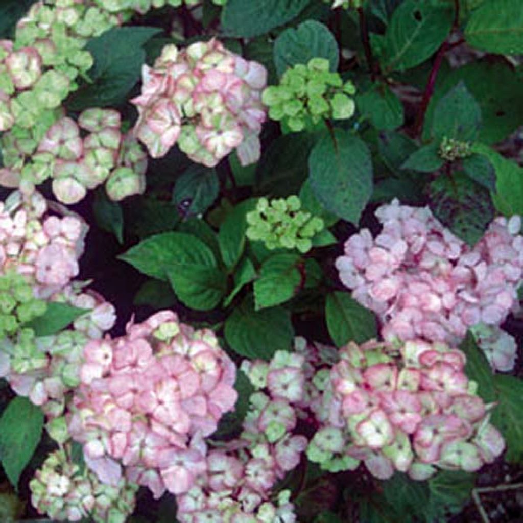 Hydrangea serrata Precioza - Tellerhortensie