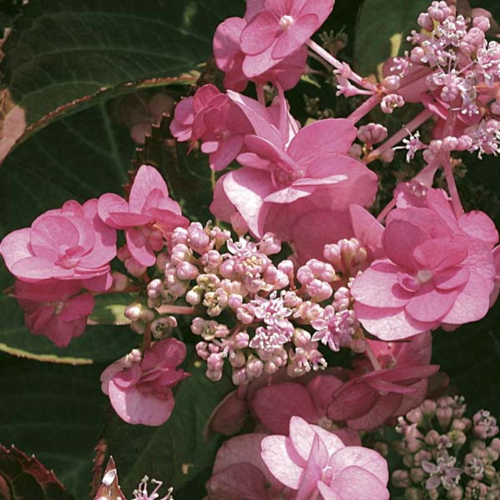 Hydrangea serrata Santiago - Tellerhortensie