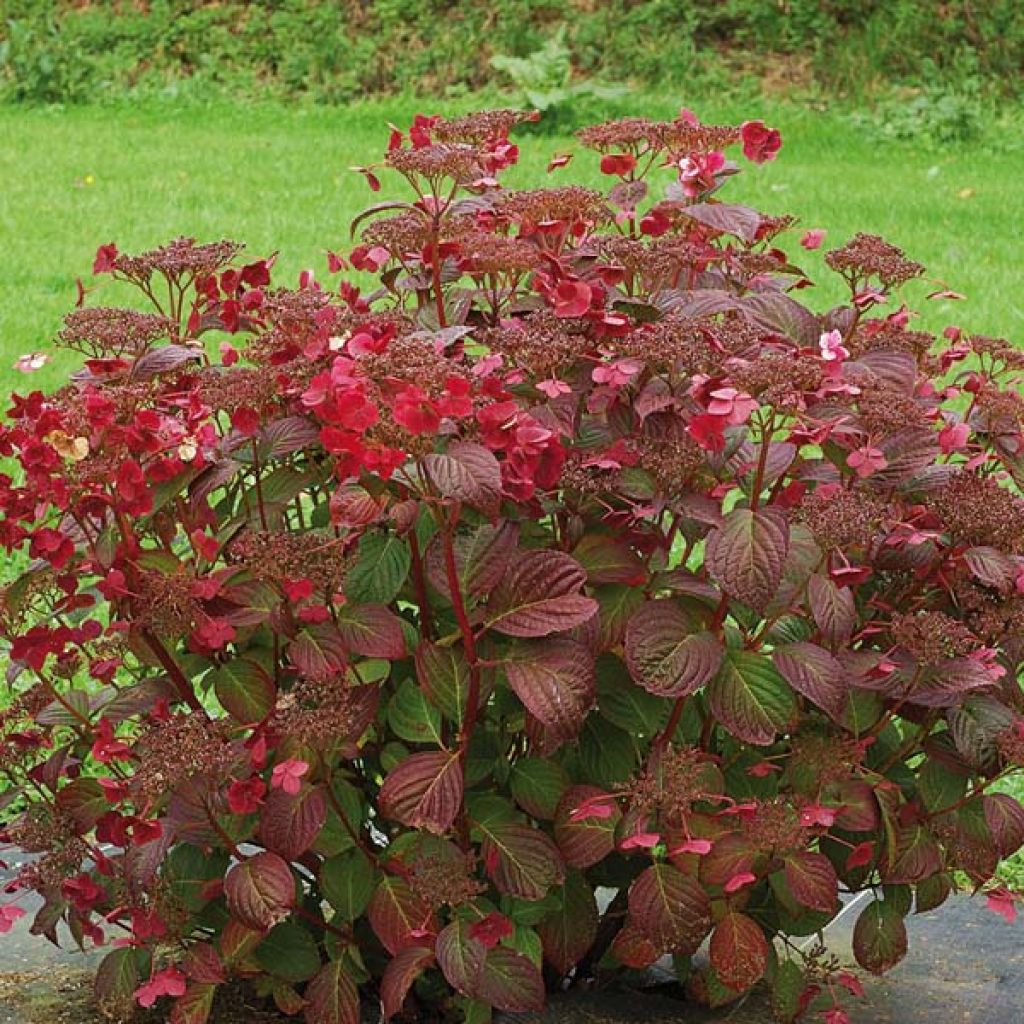 Hortensia - Hydrangea serrata Santiago