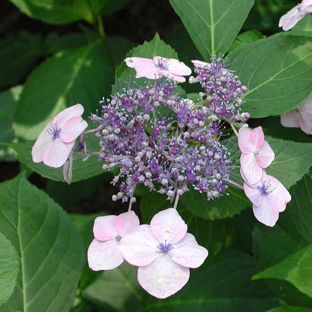 Hortensia - Hydrangea serrata Tiara