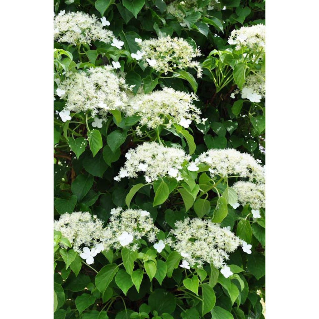 Hydrangea anomala ssp. petiolaris - Kletter-Hortensie