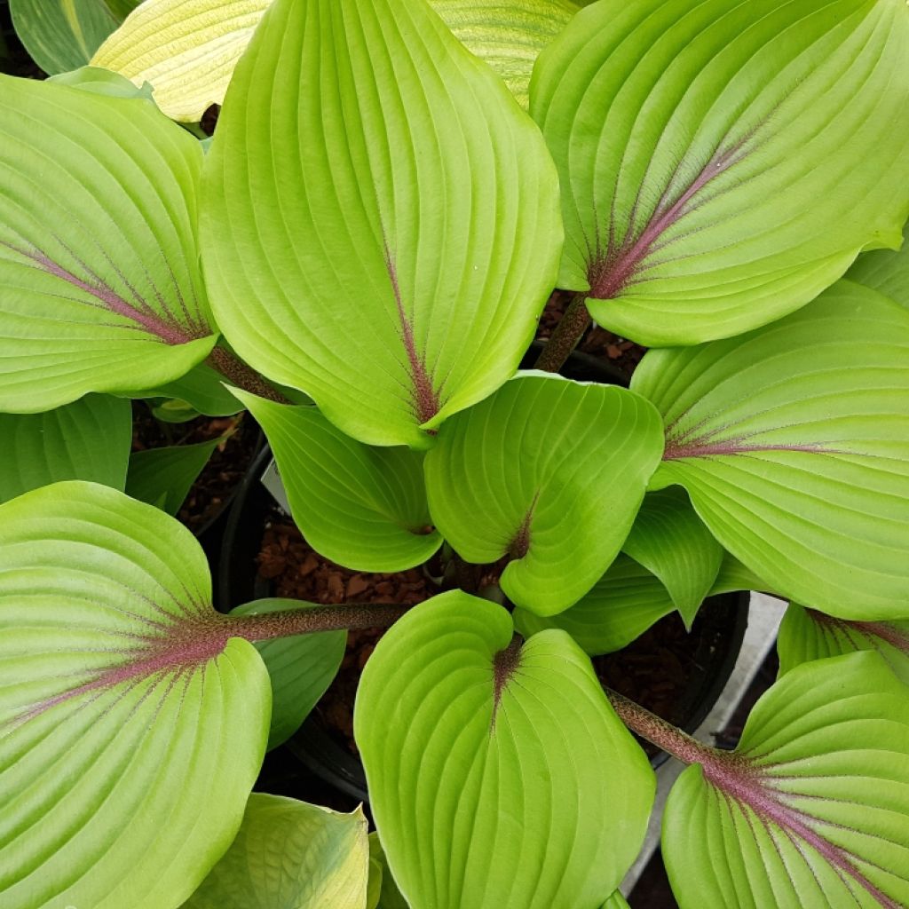 Hosta Almost - Garten-Funkie