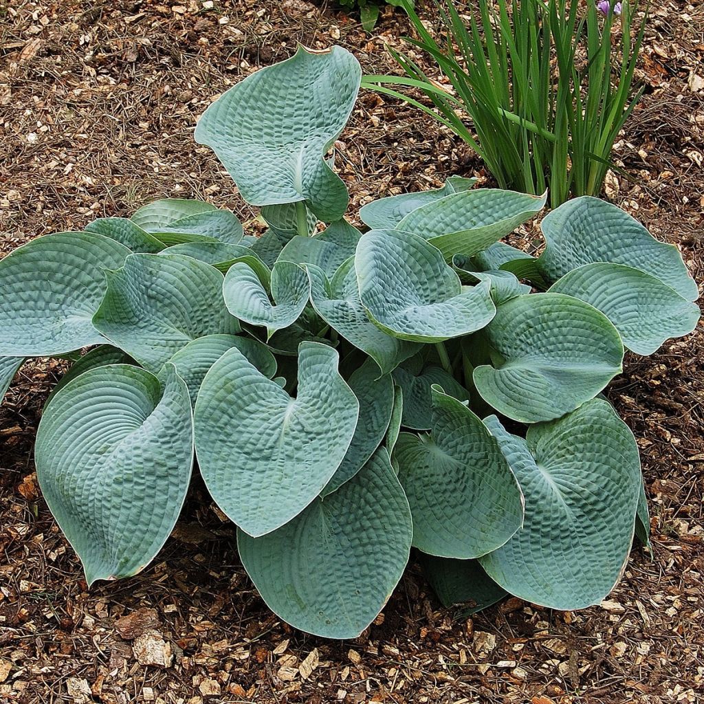 Hosta Abiqua Drinking Gourd - Garten-Funkie