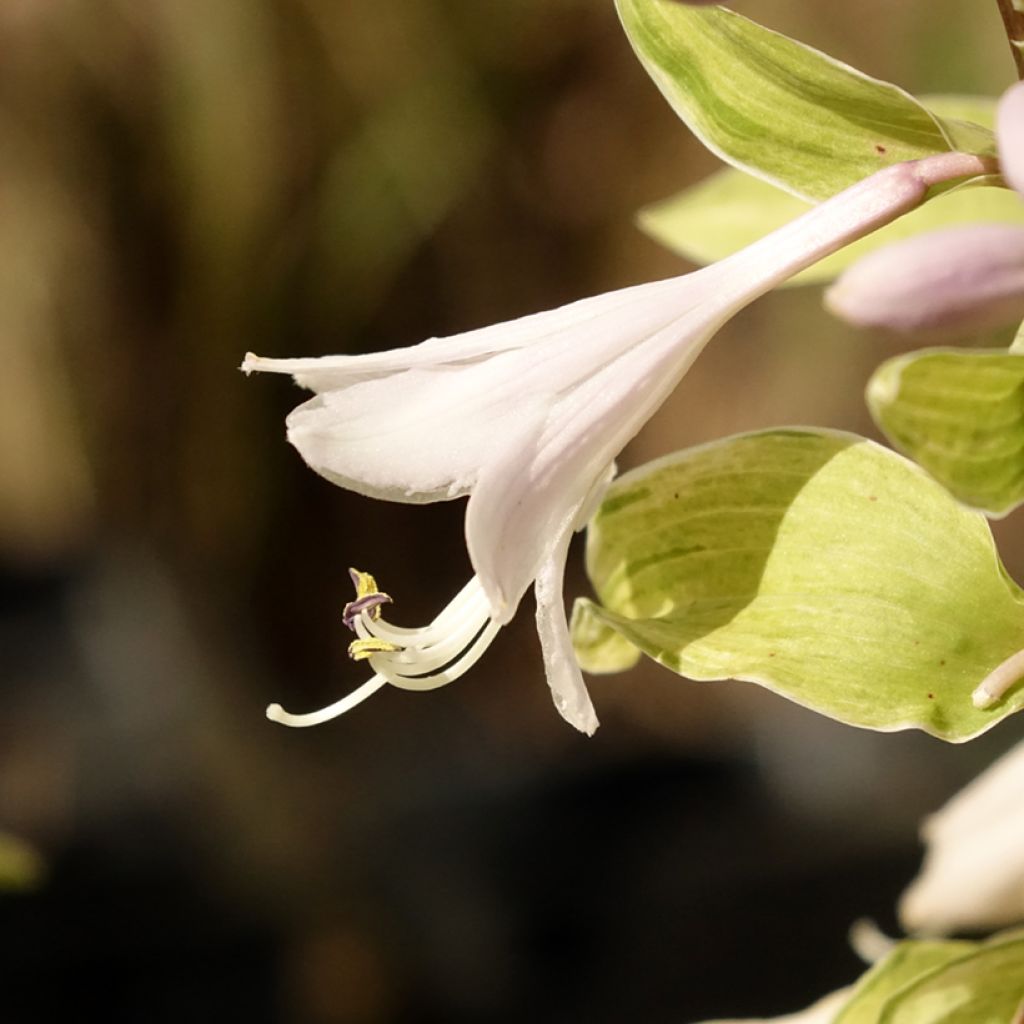 Hosta fortunei Allegan Fog - Garten-Funkie