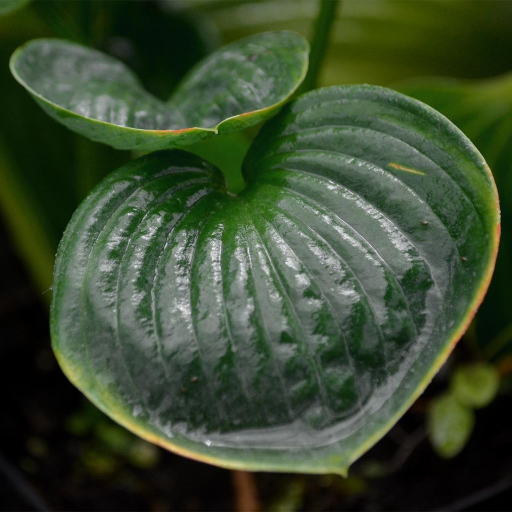 Hosta Big daddy - Garten-Funkie