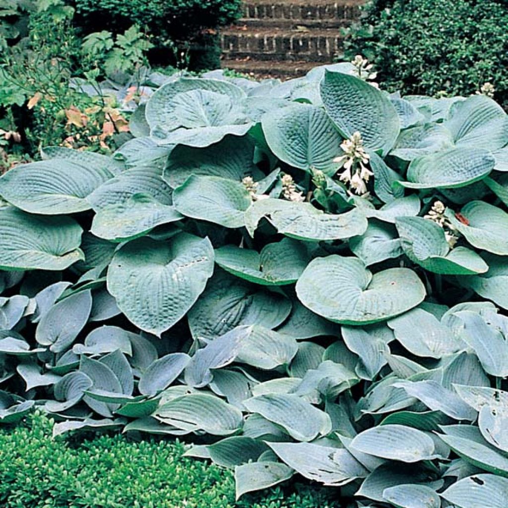 Hosta Big daddy - Garten-Funkie