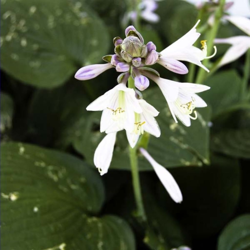 Hosta Blue Angel