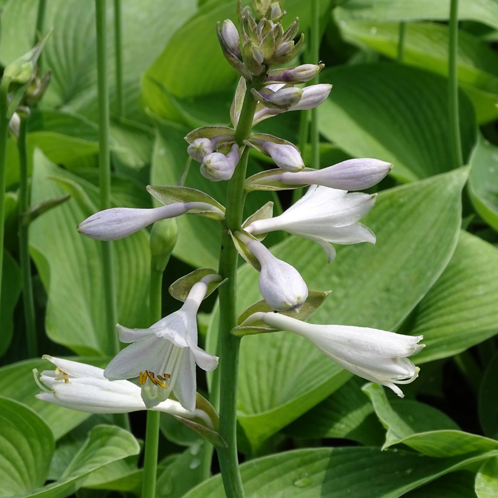 Hosta Blue Angel