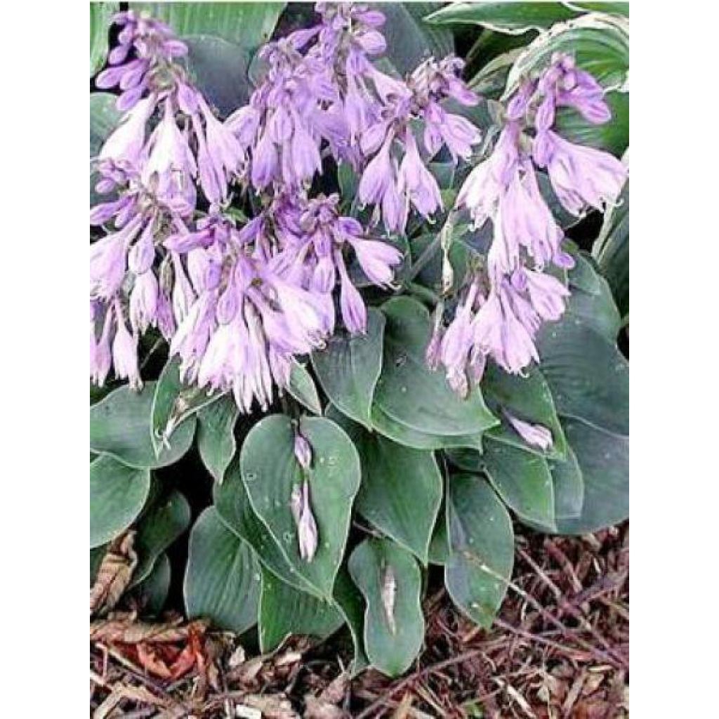 Hosta Hosta Blue Cadet - Garten-Funkie