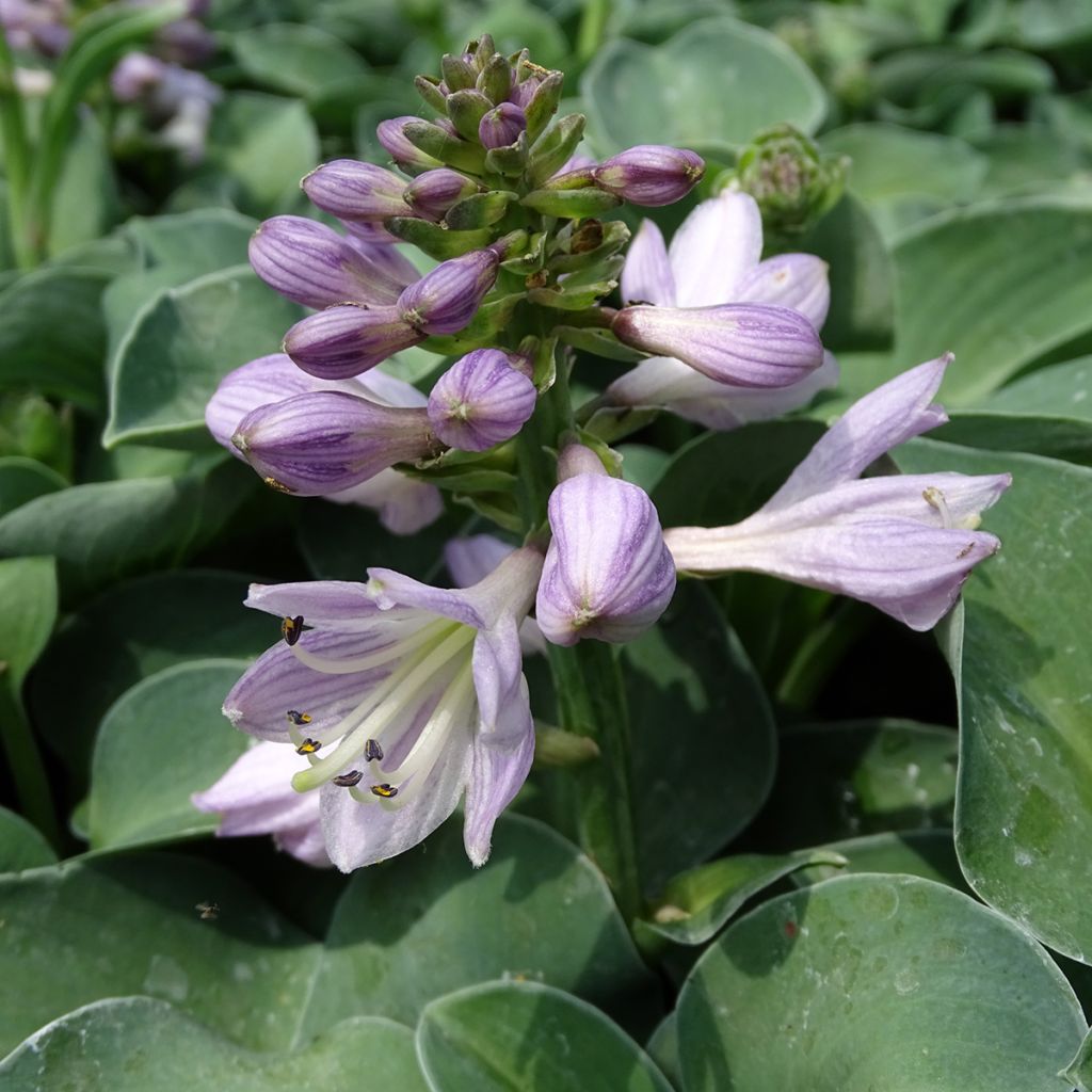 Hosta Blue Mouse Ears - Hosta bleu miniature