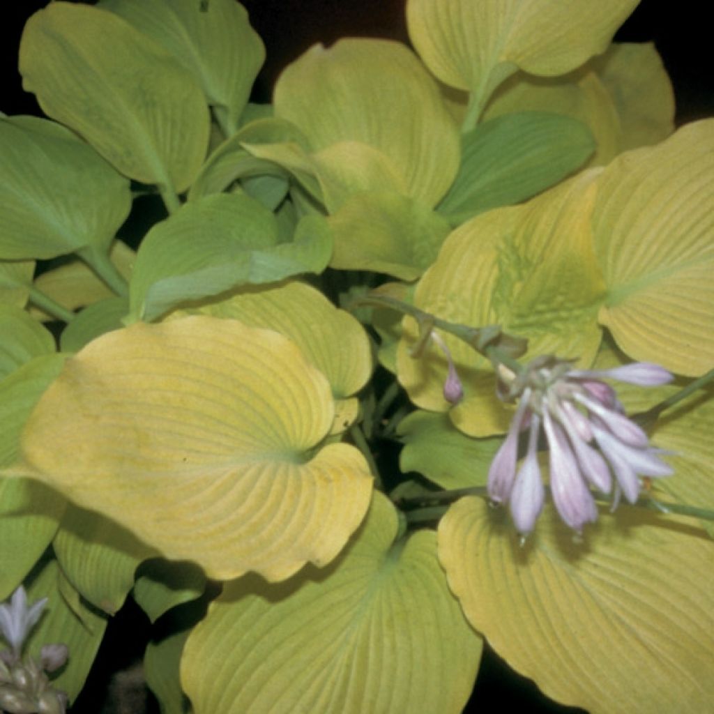 Hosta Daybreak - Garten-Funkie