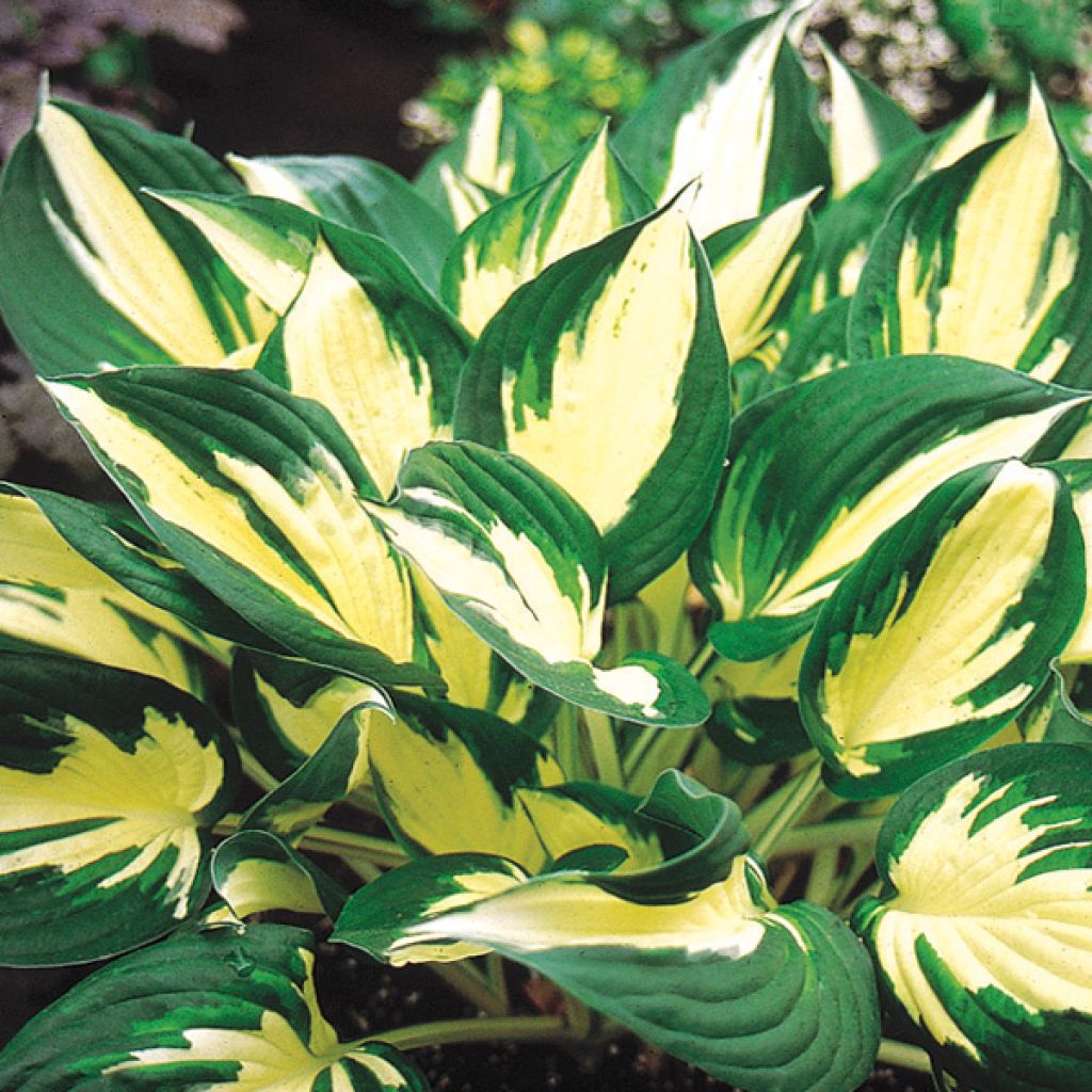 Hosta Fire and Ice - Garten-Funkie