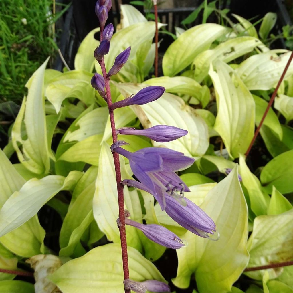 Hosta fire Island - Garten-Funkie