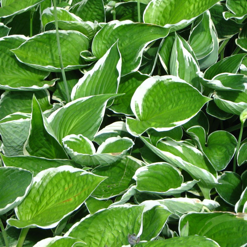 Hosta fortunei Francee - Garten-Funkie