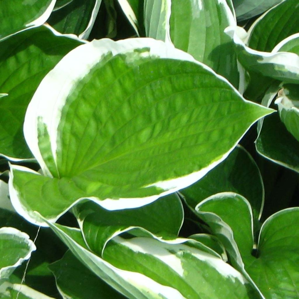 Hosta fortunei Francee - Garten-Funkie