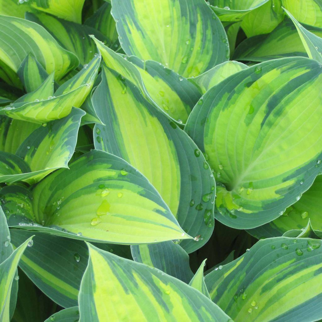 Hosta tardiana June - Garten-Funkie