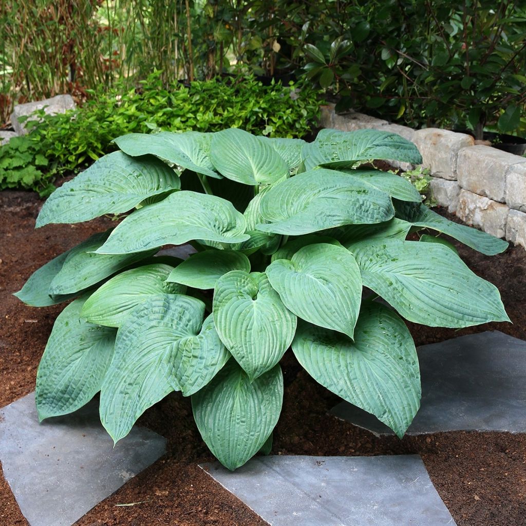 Hosta Jurassic Park - Hosta géant