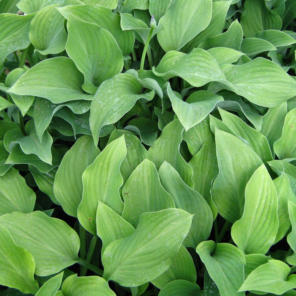 Hosta nigrescens Krossa Regal - Garten-Funkie