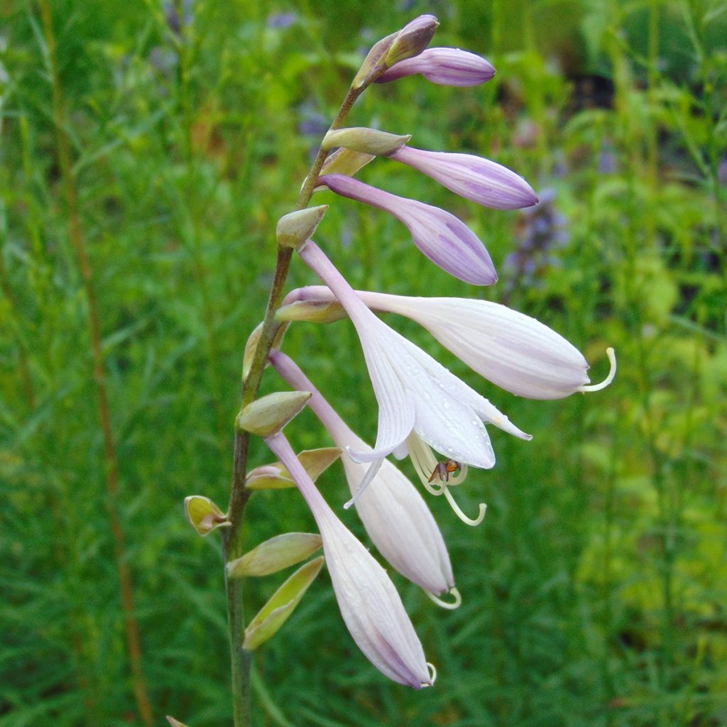 Hosta nigrescens Krossa Regal - Garten-Funkie